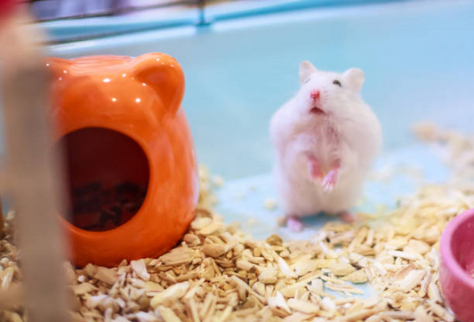 Comprehensive Guide to Hamster Care