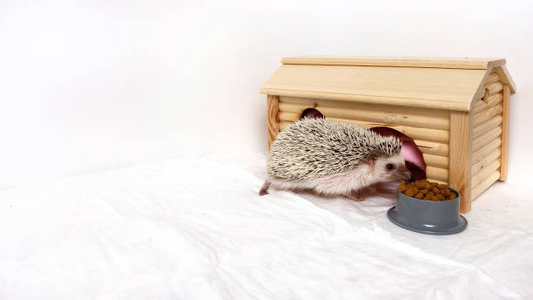 The Importance of Hideouts for Hedgehogs